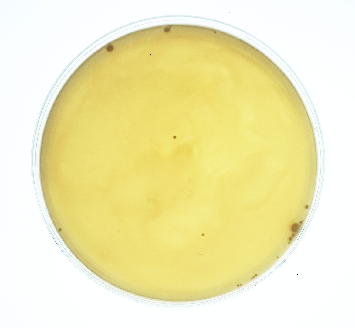 Petri dish for underwater sound of turbine