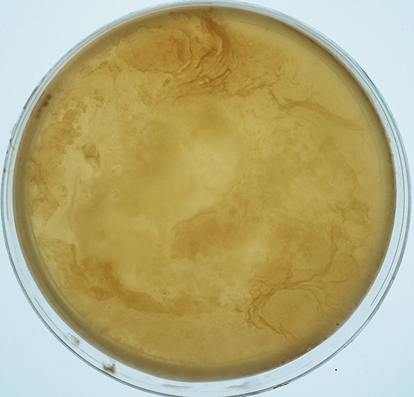 Petri dish for underwater sound of turbine